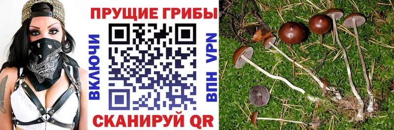 Псилоцибиновые грибы Magic Shrooms  это Telegram  Чердынь  купить  